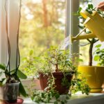 10 consejos de jardinería para principiantes