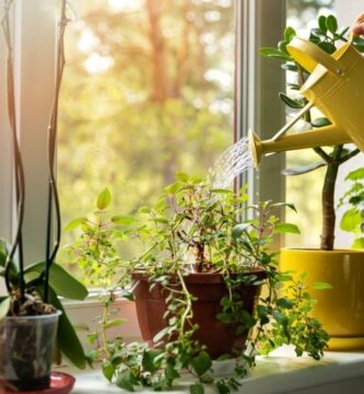 10 consejos de jardinería para principiantes