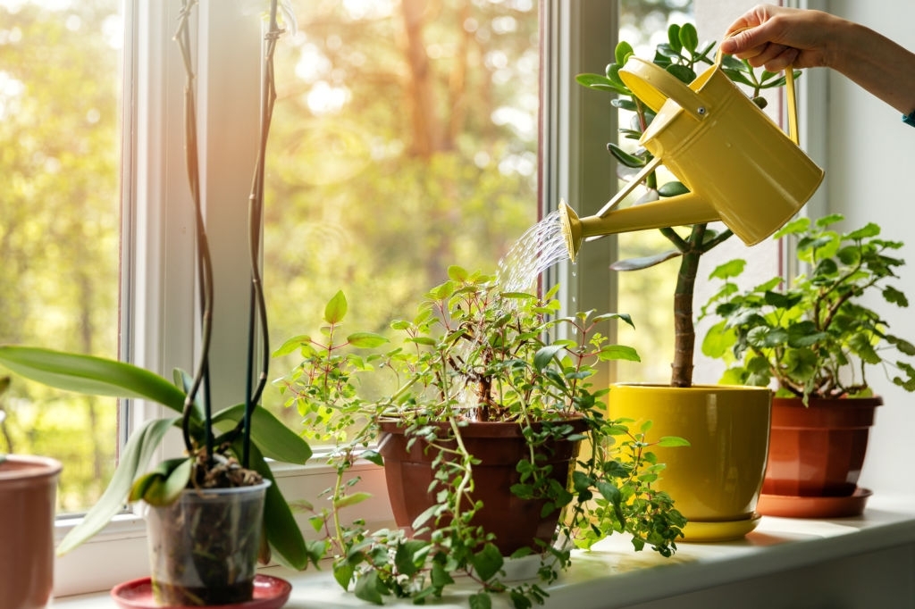 10 consejos de jardinería para principiantes 1 10 consejos de jardinería para principiantes