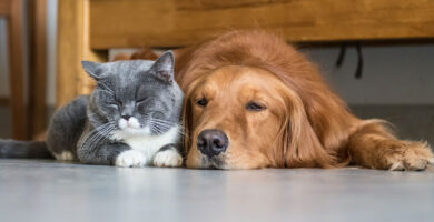 10 consejos últiles para limpiar la casa si tienes mascotas 6 10 consejos últiles para limpiar la casa si tienes mascotas