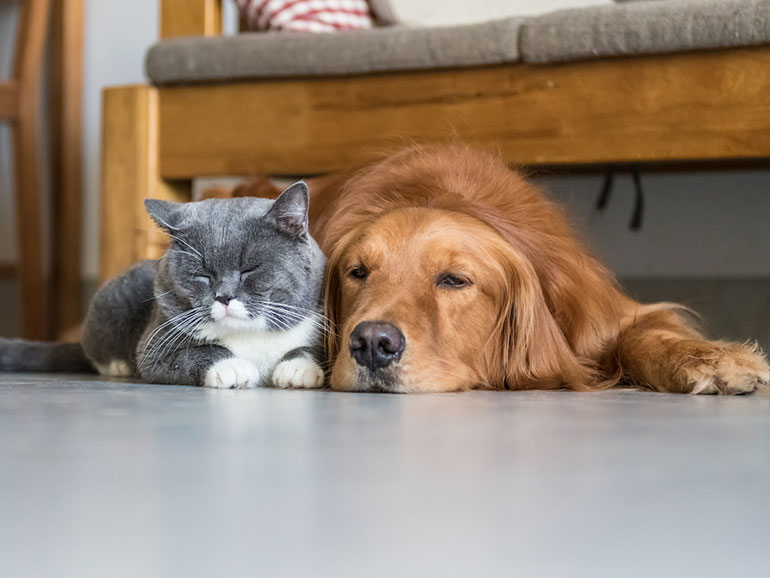 10 consejos últiles para limpiar la casa si tienes mascotas 1 10 consejos últiles para limpiar la casa si tienes mascotas